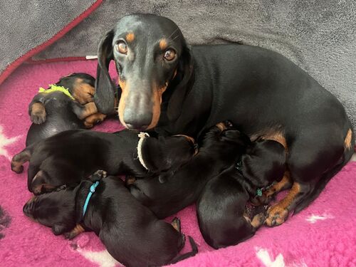 Elizabet má první štěňata Elizabet má první štěňata